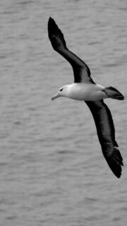 #highlatitudesailing #sailingexpedition #sailingsouth #southernocean #falklandsislands