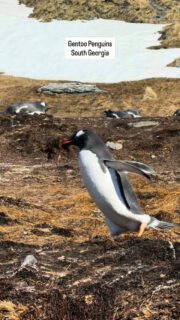 Gentoo penguins building their nests and courting at South Georgia. #southgeorgia #penguinlove #penguins #nature #southernocean