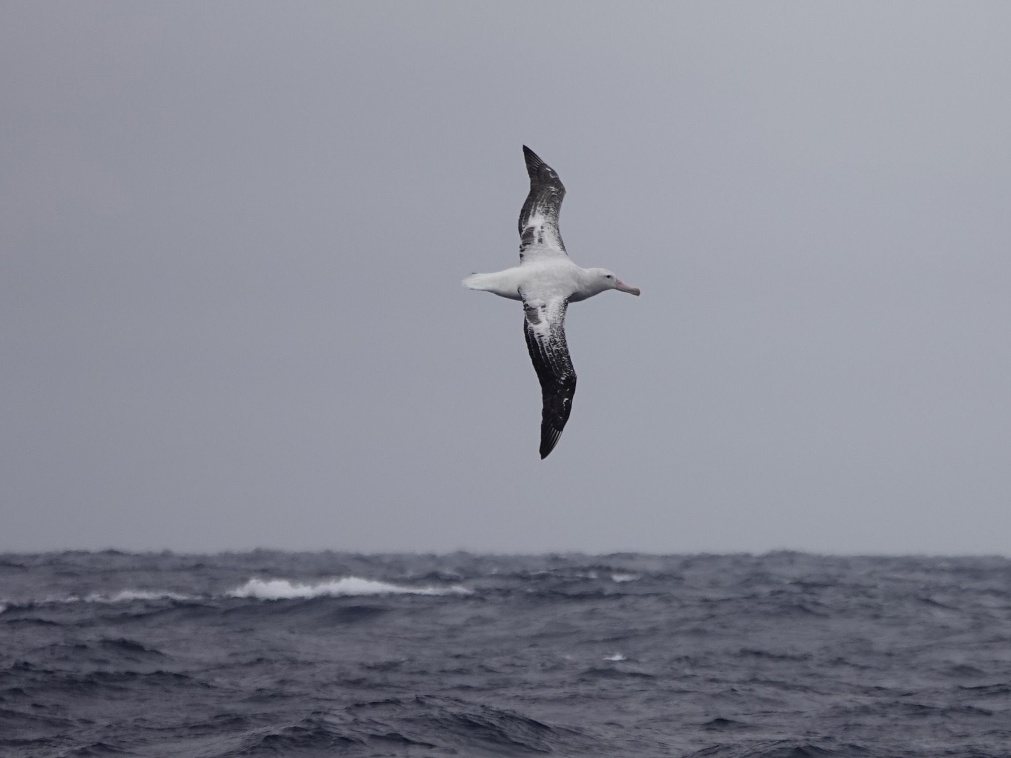 Wandering Albatross