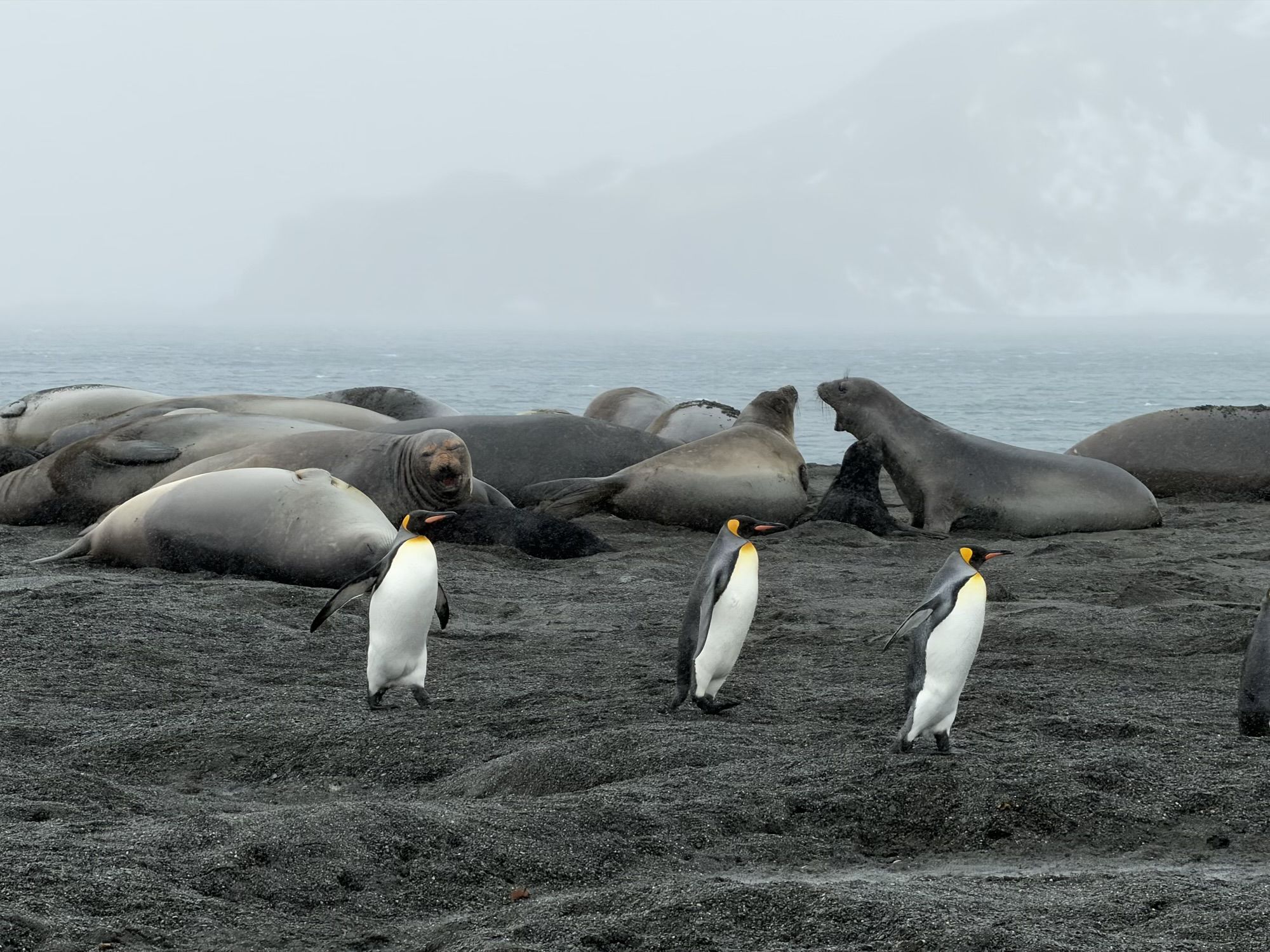 Right Whale Bay