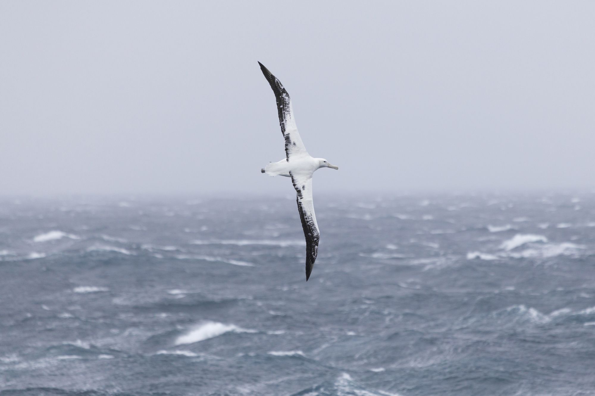 Wandering Albatross
